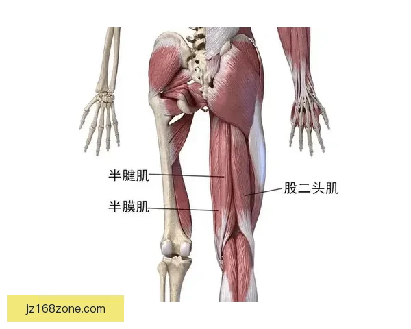 贝尔纳尔脚踝受伤阿劳霍股二头肌拉伤影响出战情况